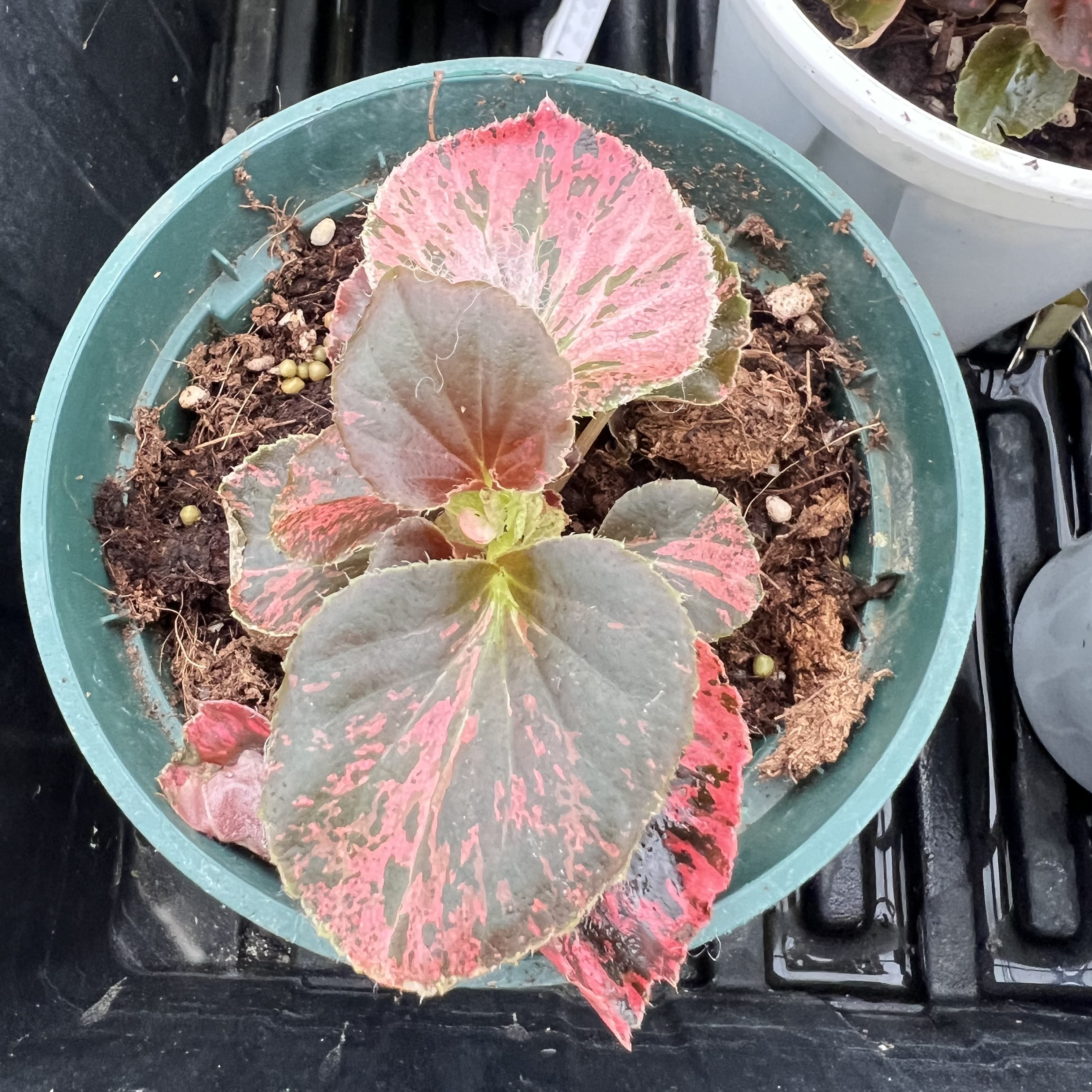 Begonia Rex Cucullata Variegated
