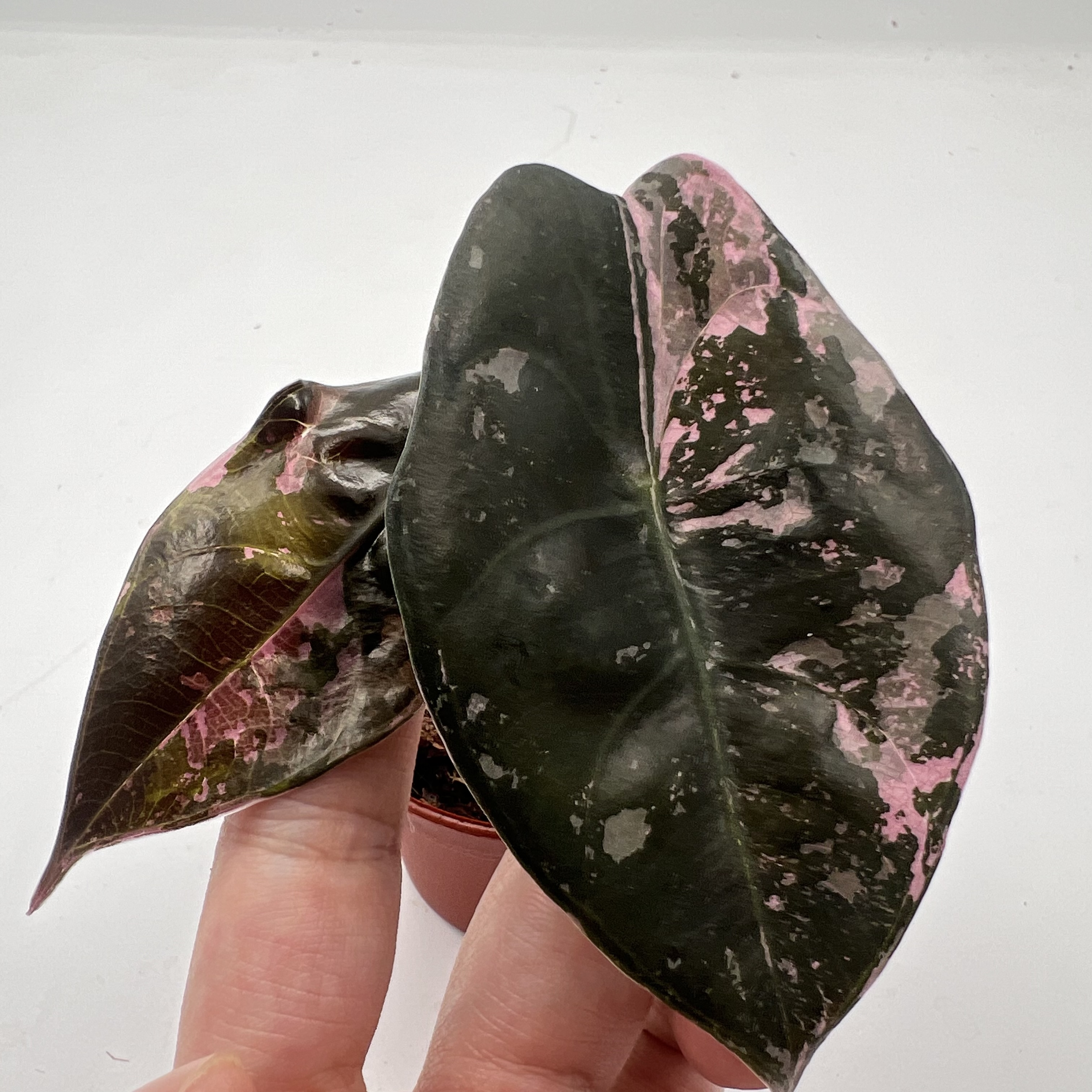 Alocasia Sedenii Pink Variegated