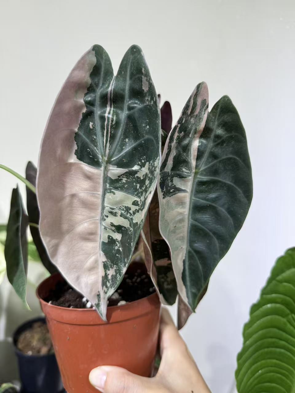 Alocasia Sedenii Pink Variegated