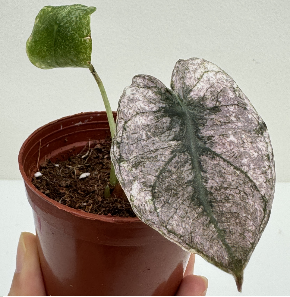 Alocasia Violet Heart Variegated