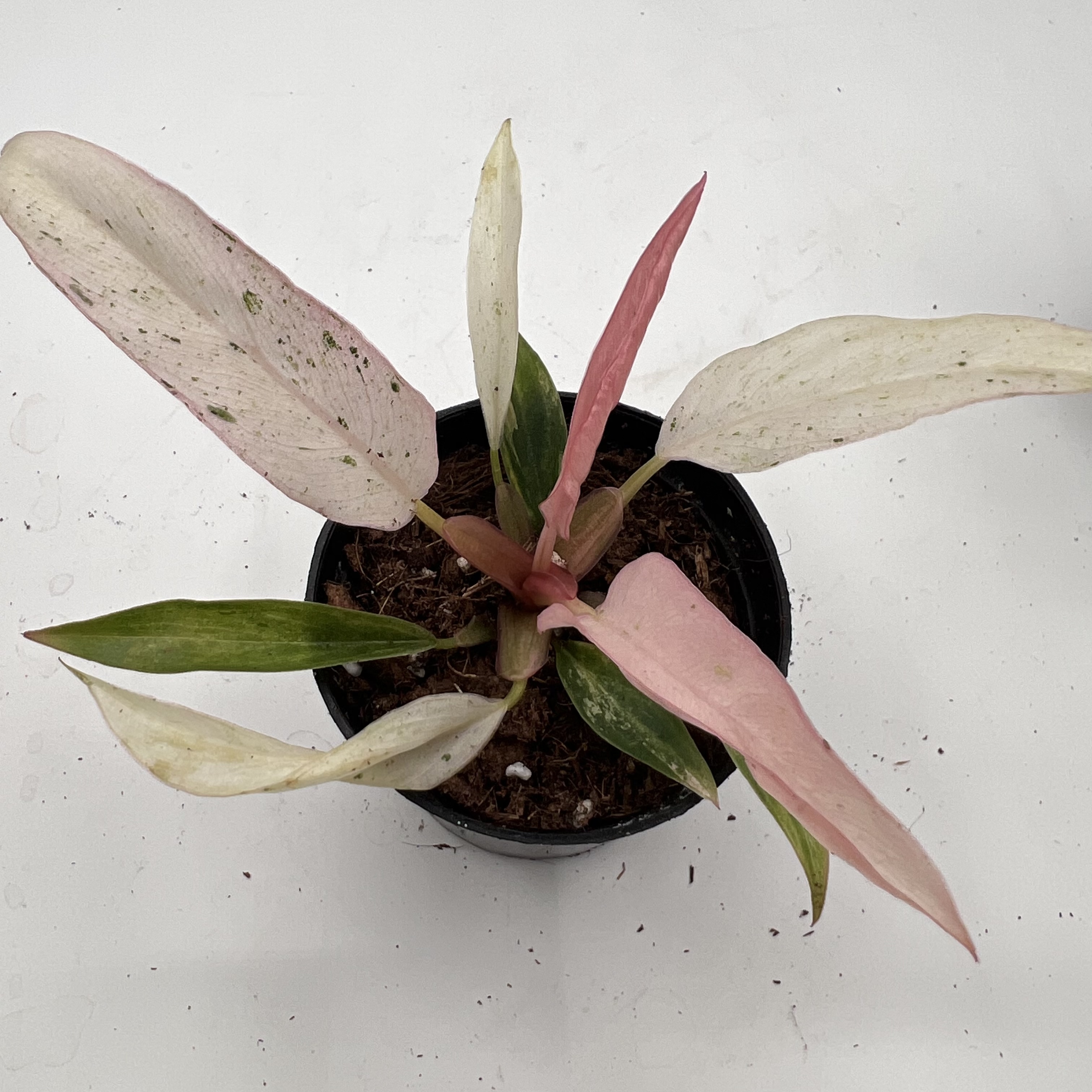 Philodendron Strawberry Marble Variegated