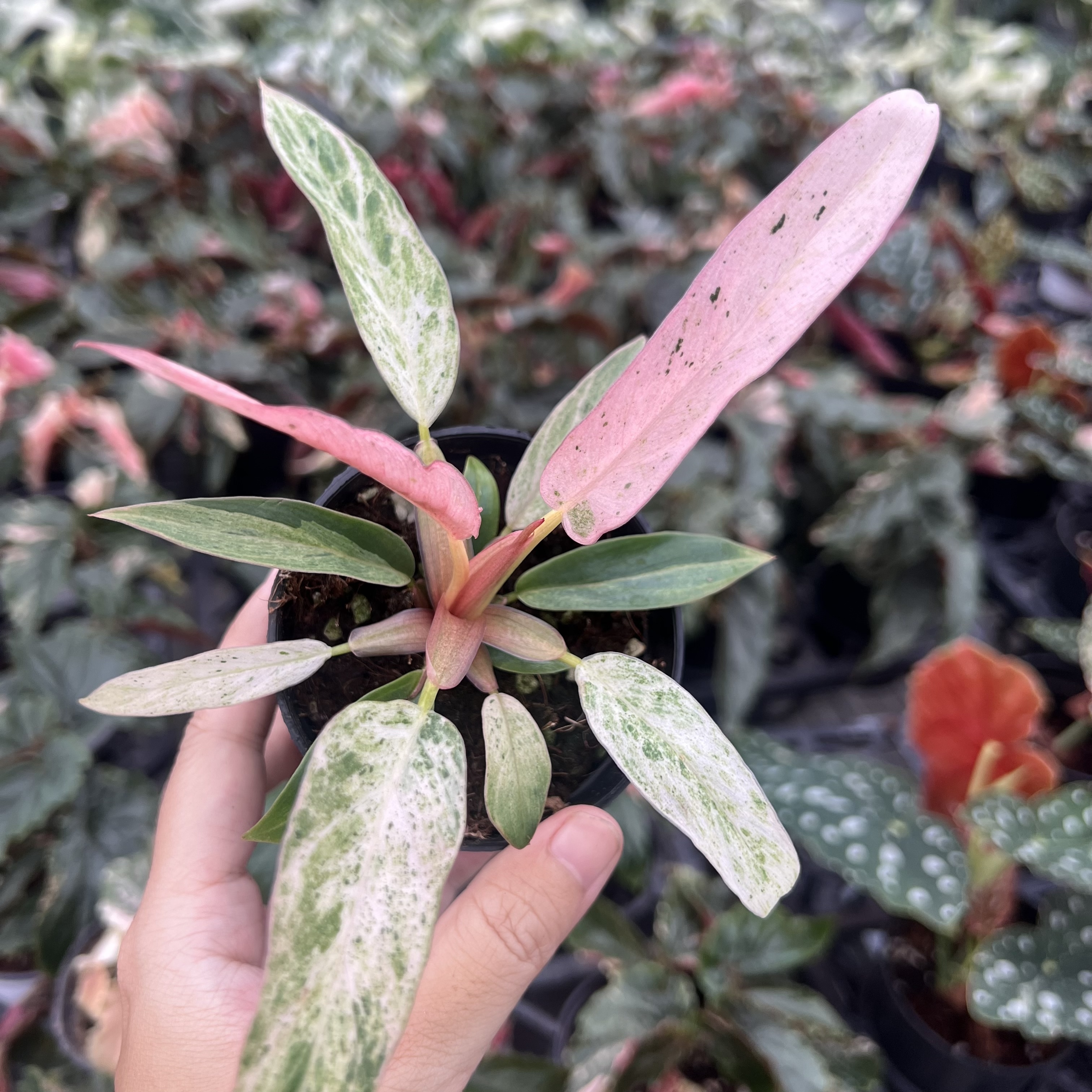 Philodendron Strawberry Marble Variegated