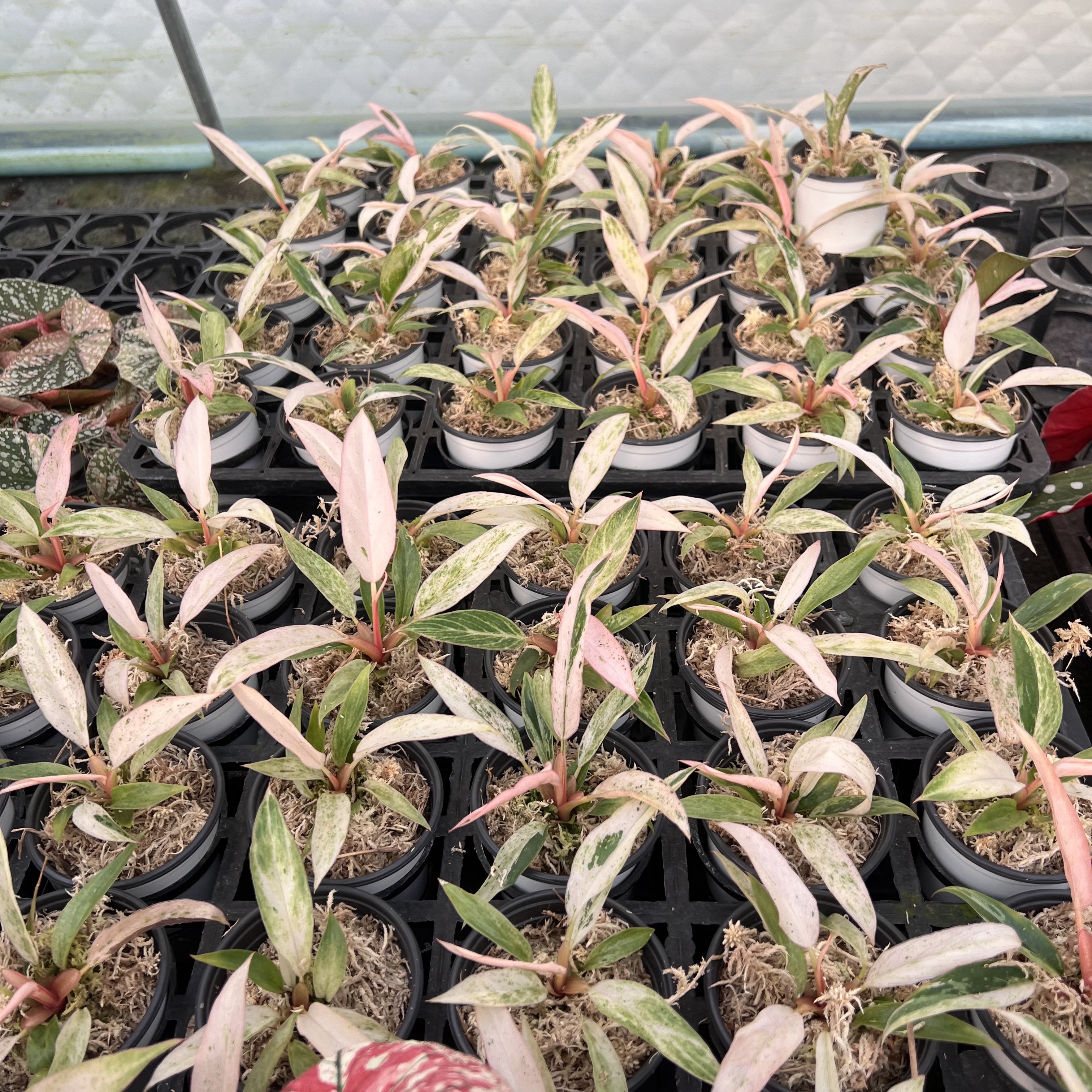 Philodendron Strawberry Marble Variegated