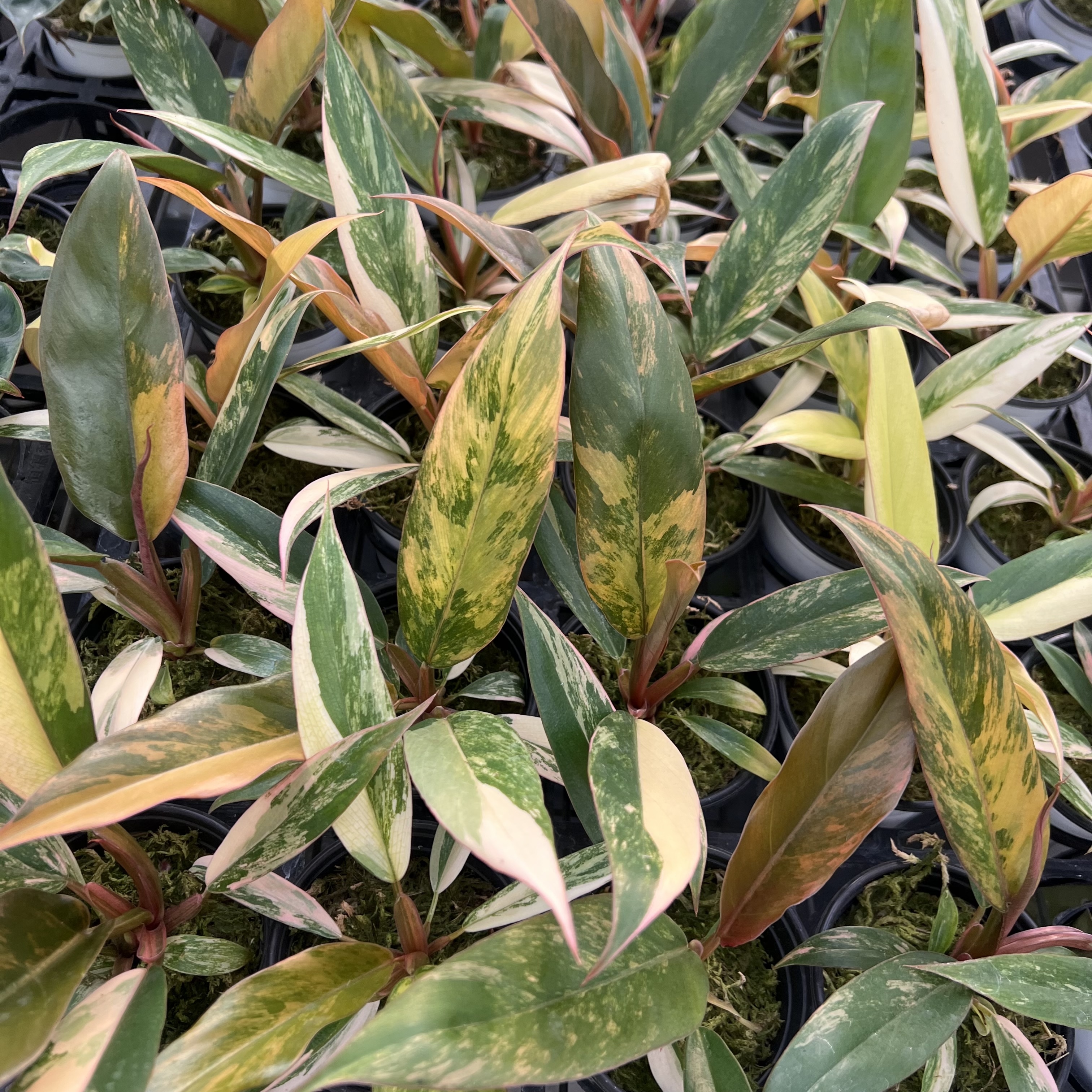 Philodendron Caramel Marble Variegated